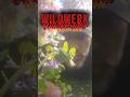 überall #gundermann #naturheilkunde #anwendung #rezept #wildwerk #wildkräuter #jetztverfügbar