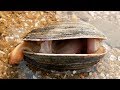 小章赶海走大运啦！找到一片沙滩埋着很多天鹅蛋，这种贝壳很稀有！【赶海小章】