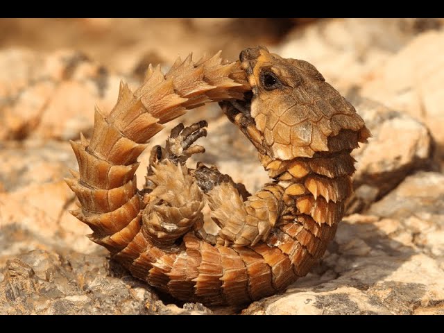 The Armadillo Girdled Lizard - YouTube
