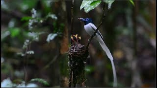 Tiếng hót Chim thiên đường đuôi phướn - Asian Paradise Flycatcher