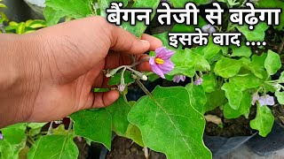 अगर नही बढ़ रहा बैगन का पौधा तो जल्दी करे यह  काम || How to resume Brinjal Plant Growth