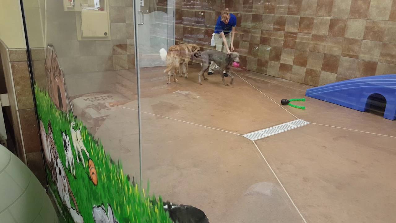 How Much Does Doggie Day Camp Cost At Petsmart