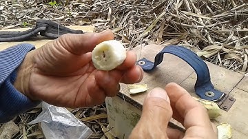 Câu cá thiên nhiên-câu cá tra mà dính cá rô đồng và rô phi