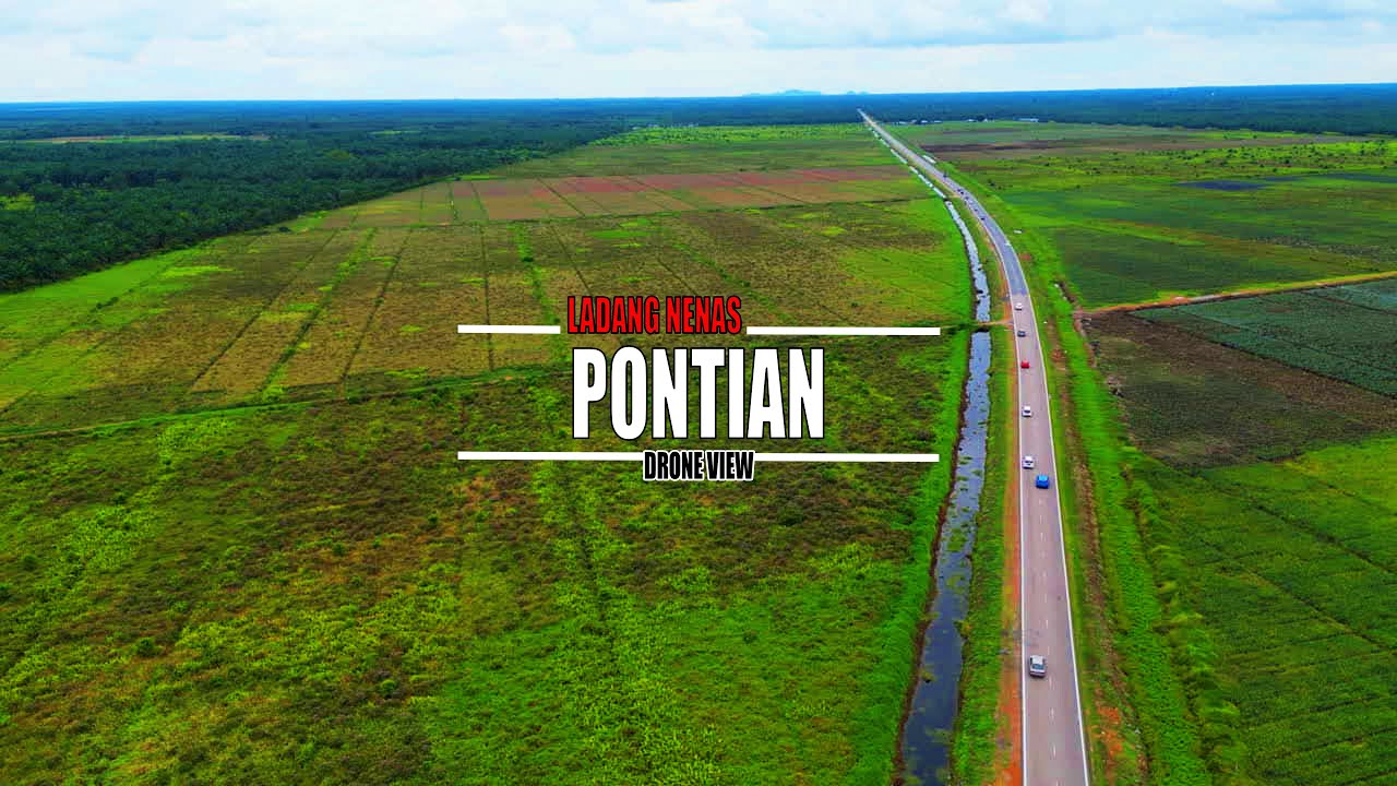 PONTIAN PINEAPPLE FARM SCENERY DRONE VIEW prayforpalestine 