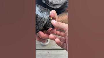 Turtles Eat Their Own Kind! #shorts