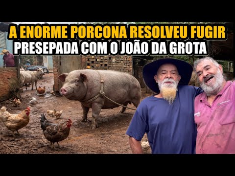 COISAS QUE ACONTECEM NO DIA DE FRITAR O TORRESMINHO