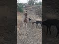 #आपलंच मार्केट💯👑🔝...    #mendhipalan #viral #viralshort #viralreels #viralshorts #animals #shorts