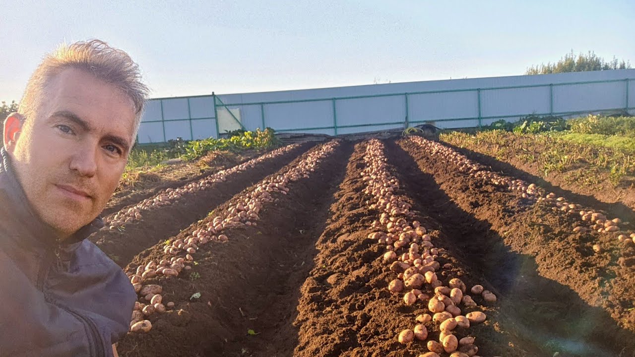 Итоги урожая Сарпо Мира в 2025. Часть 3