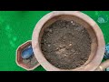 grow your own veggies