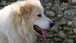 Find a Reputable Great Pyrenees Breeder  Tips & Advice