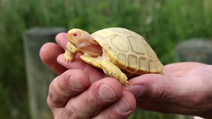 Albino Galapagos giant tortoise makes public debut - DayDayNews