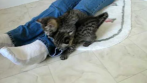 Watch the video about Helios F1 Savannah and "Penny"F2 Savannah playing on Sue.