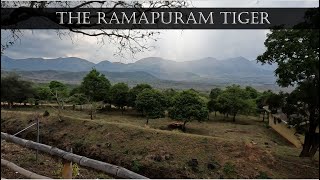 The Ramapuram Tiger | Kenneth Anderson Diaries | Bylur Forest