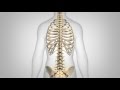 Adult Degenerative Scoliosis - Patient Animation