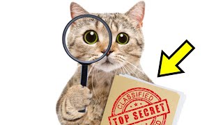 14 Secrets Your Cat Knows About You (That You Didn't Know) 👀 by Kitten Munch 128 views 1 month ago 10 minutes, 26 seconds