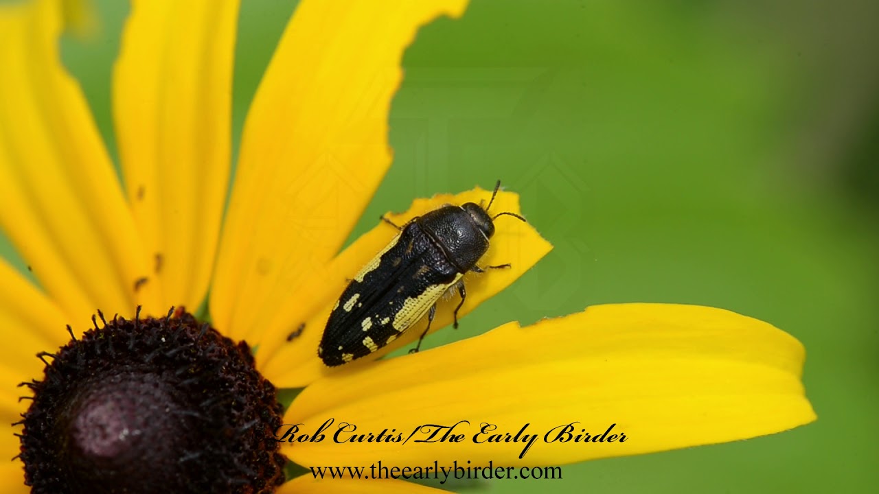 METALLIC WOOD BORING BEETLE  Acmaeodera pulchella