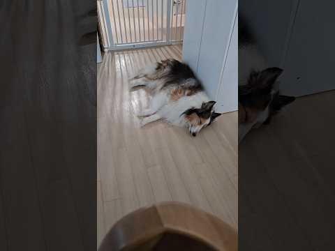 2026. 1. 21 발라당 #고양이 #강아지 #cat #dog #반려묘 #반려견