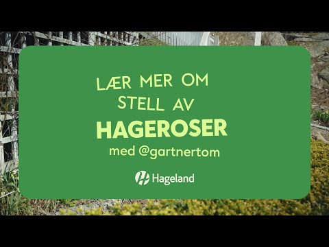 Video: Lær om buskroser i hagen