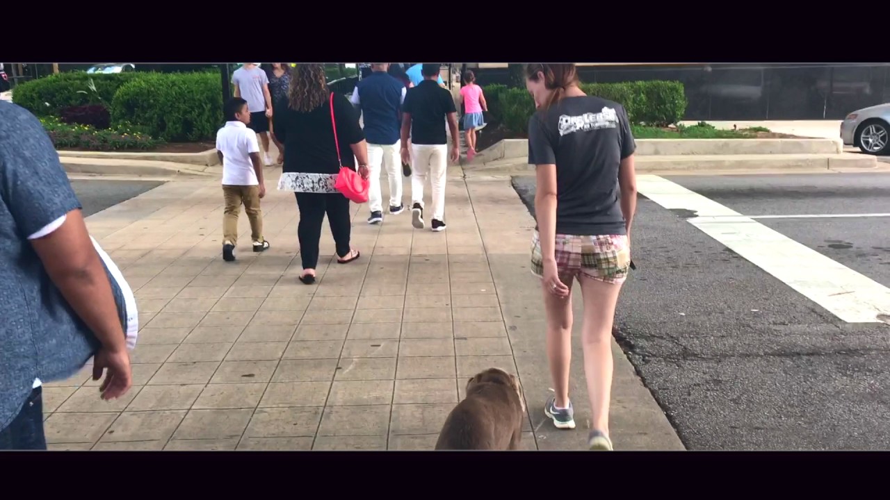 5 mo old Duke, Before and After Video/Silver Lab Dog Trainers/Greenville Dog Trainers dog sound