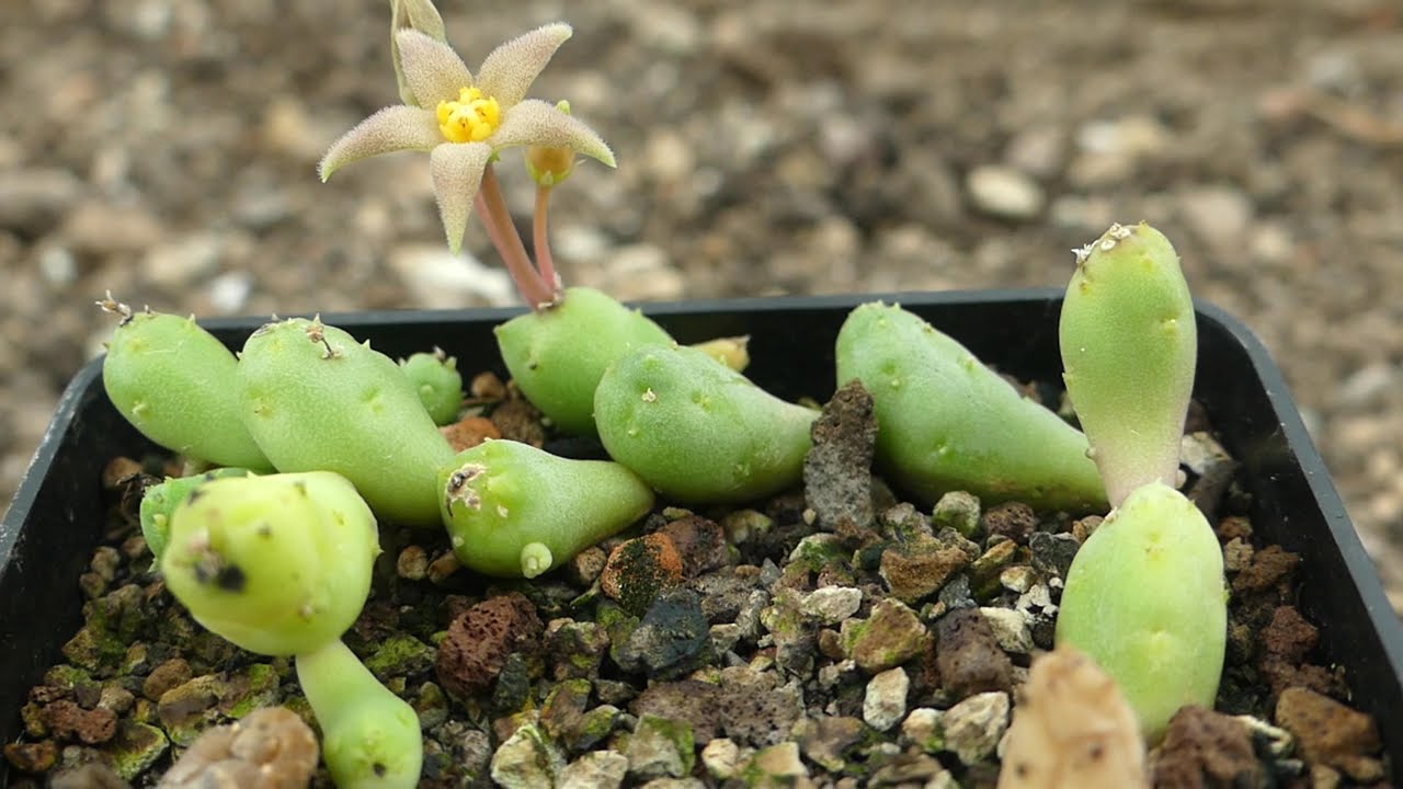 Piaranthus geminatus var. geminatus (popiska: Piaranthus globosus A. White & Sloane)