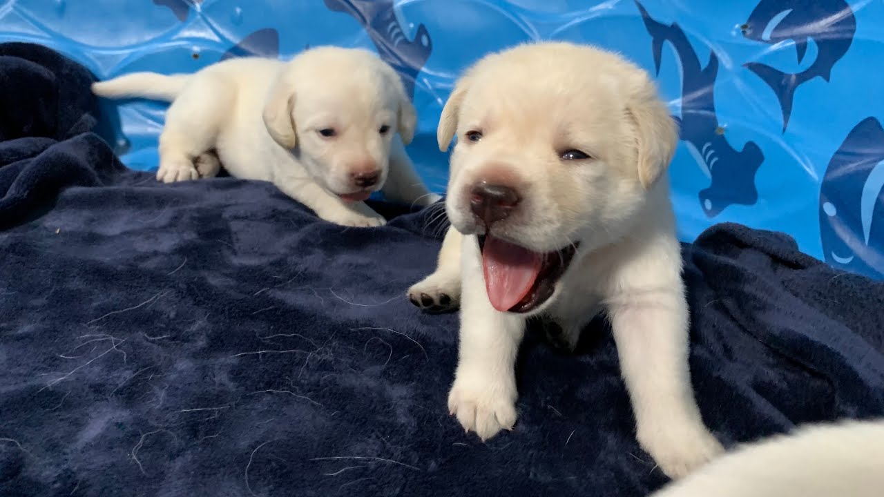 Lab Puppies LIVE STREAM ! Puppy Cam 14 Jun pt 2 - YouTube