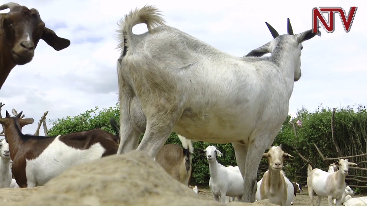 Lima Lunda Gaggawala: Laba ebikwata ku mbuzi zi musaayi mutabule