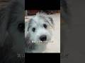 ハスキーと小型犬が恋に落ちる　しかし生まれた子犬を受け入れられない #shorts #動物解説 #犬