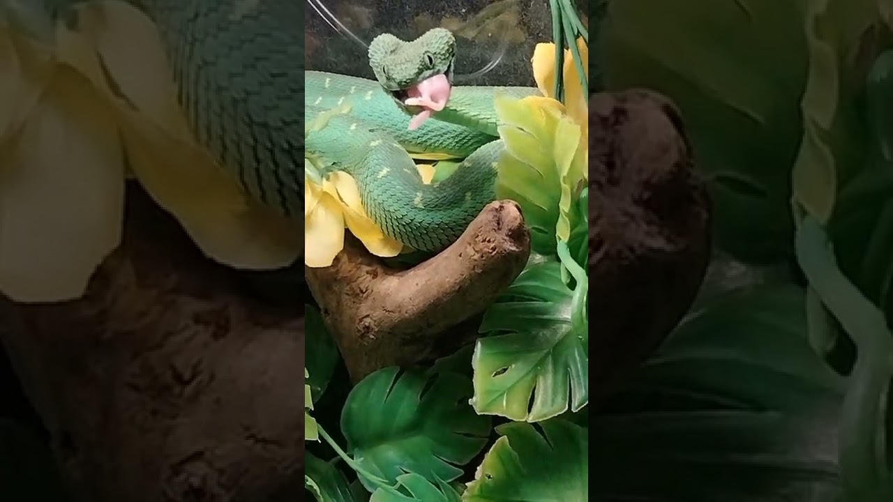 West African Bush Viper Feeding Atheris Chlorechis