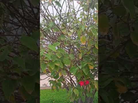 Video: Growing Wedelia Groundcover: Was sind Wedelia-Pflanzen im Garten?