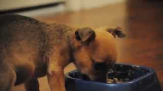 Little dog eating dinner