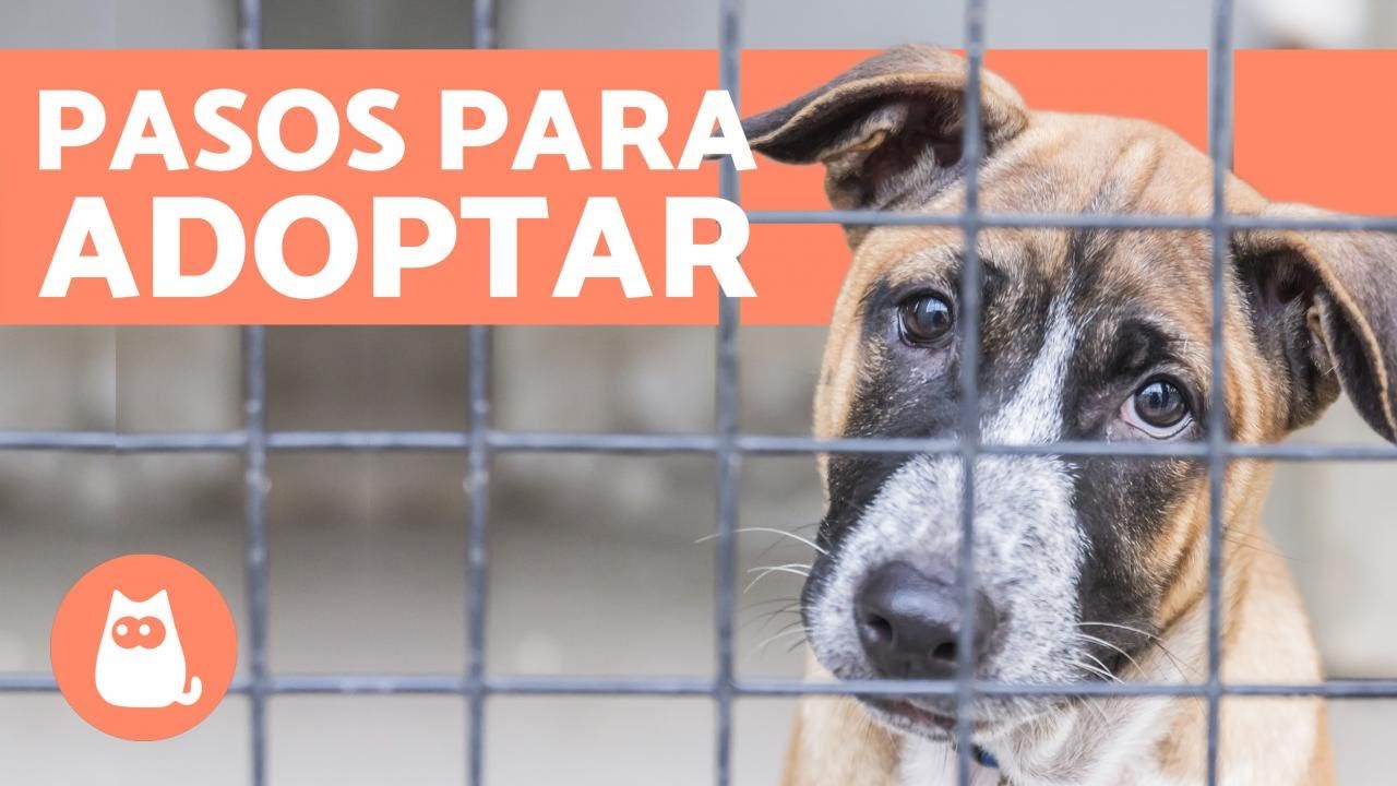 Donde se puede adoptar un perro