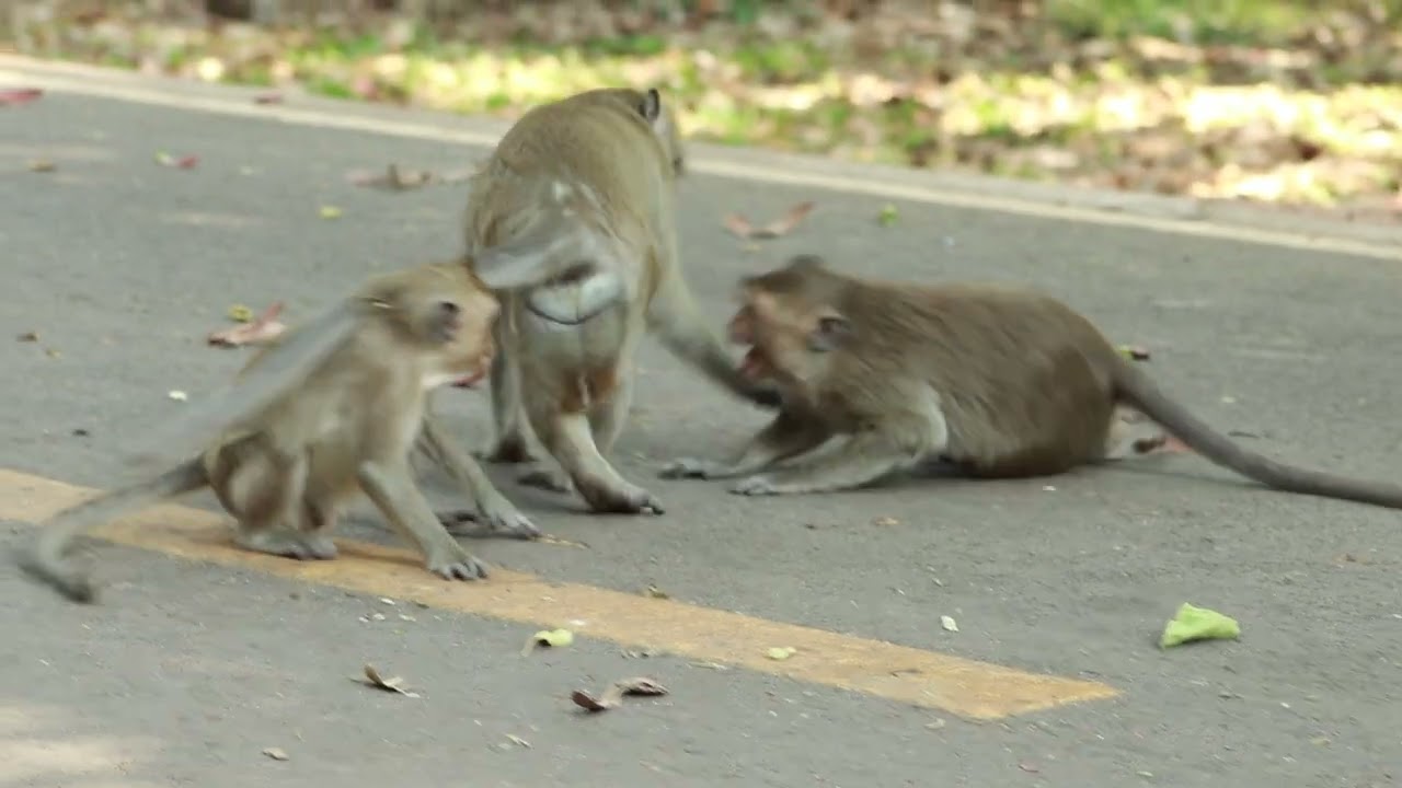 Rey and Dax -Dito Walk  Frolicking - Vinnie - Alberto Maha Nokor-/Domestic Asia-Mk..30