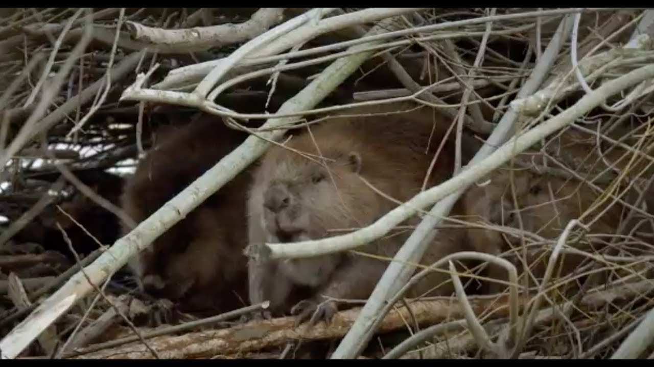 Vroege Vogels - Bevers op hun burcht