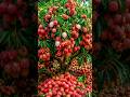 Quick and easy techniques to grow and propagate lychee trees #garden #fruits #diy