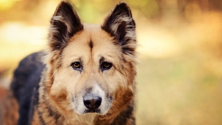 Köpek sesi