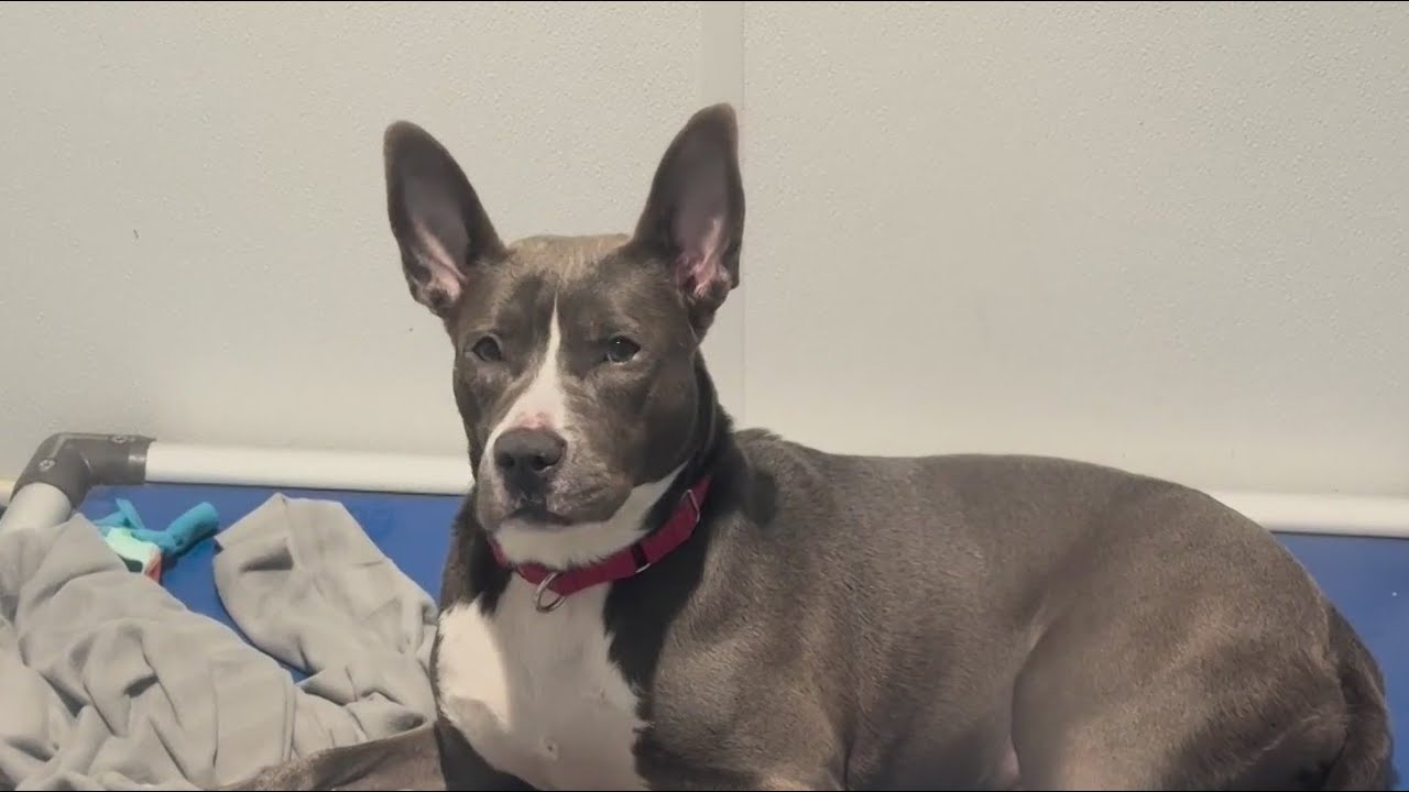 Pet surrenders soar in NYC, largely due to housing insecurity