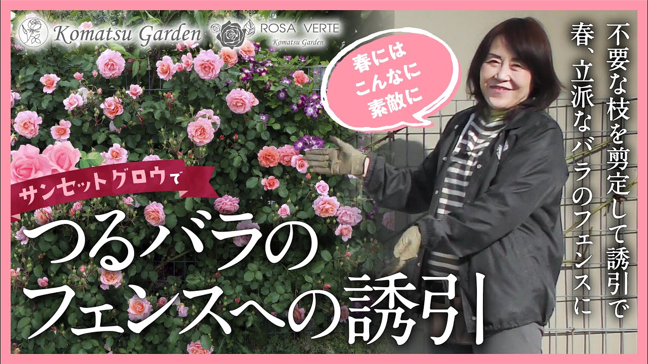 [Плетистые розы - обучение] Привязывание плетистых роз к забору