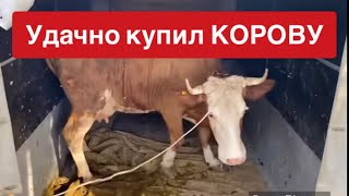 ПОВЕЗЛО С НОВОЙ КОРОВОЙ