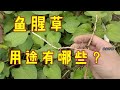 鱼腥草，农村老人把他当宝贝，快来了解它的厉害用途吧【农家莎妹】