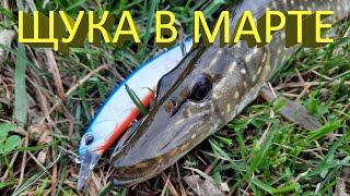 🔥 ЩУКА в МАРТЕ. Джиг или воблер? Keitech Swing Impact, Jackall Tiny Magallon, DUO Realis Jerkbait 🔥