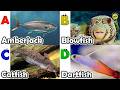 Sea animals for kids | ABC phonics animals | ABC Sea Animals song | English and Animals for Kids