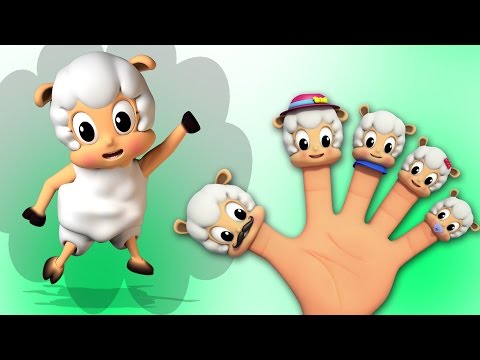 овцы палец семьей