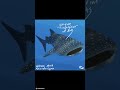 Whale shark - Rhincodon typus