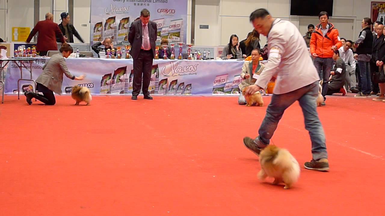 akc show show akc 20151206 pomeranian breeds akc show show akc 20151206 pomeranian breeds
