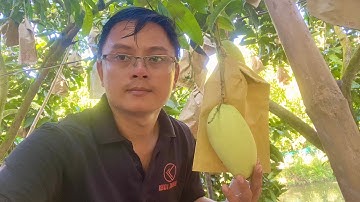 Giá xoài Đài Loan và Cát hòa lộc, cát chu hôm nay ngày 20 tháng 8, 2025