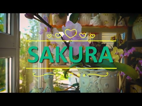 Vídeo: Com Floreix La Sakura