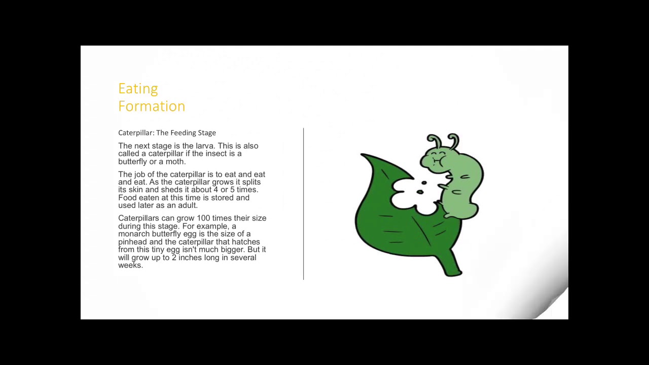 Caterpillar life cycle YouTube