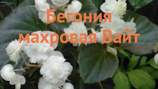 Бегония махровая Вайт 🌿 махровая бегония Вайт обзор: как сажать, луковицы бегонии Вайт screenshot 4