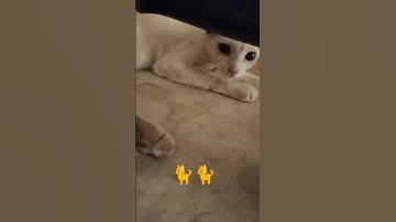 #القرآن_الكريم #راحة_نفسية #تلاوة_خاشعة #cat #cuteanimal #kitten #surhmulk #cutecat