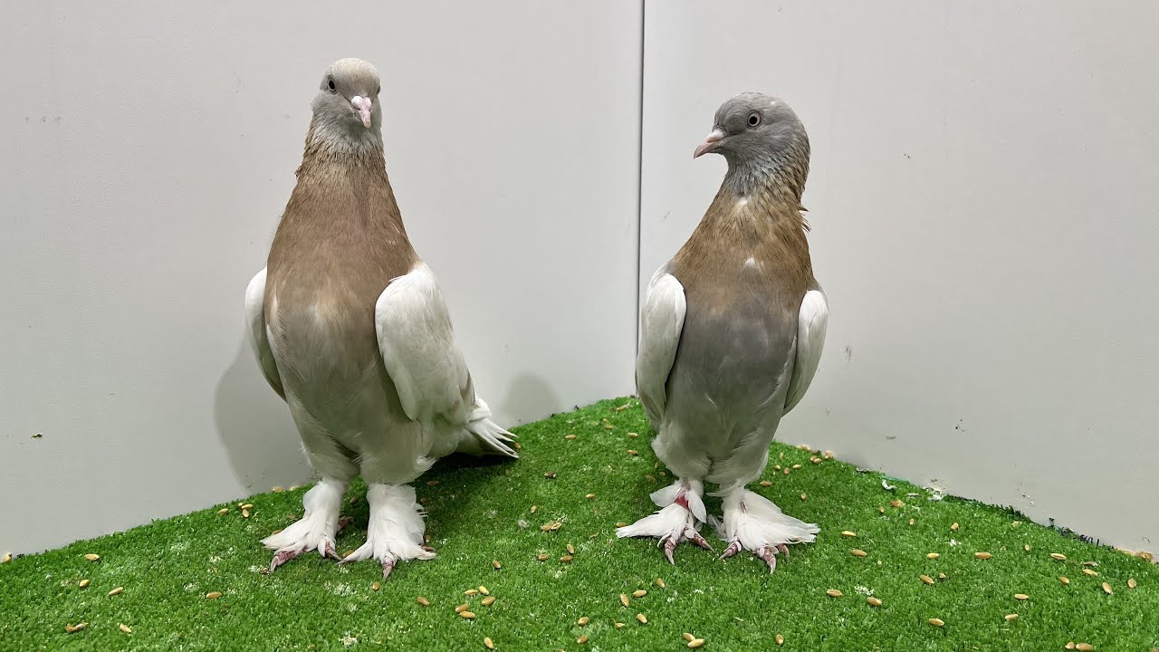 🔴Canlı Oyunkuşu Mezatı Emin Yahşi Canlı Mezat #canlı #mezat #canlımezat